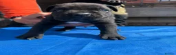 Cane Corso perros en venta: Cane corso  - Anuncio 23