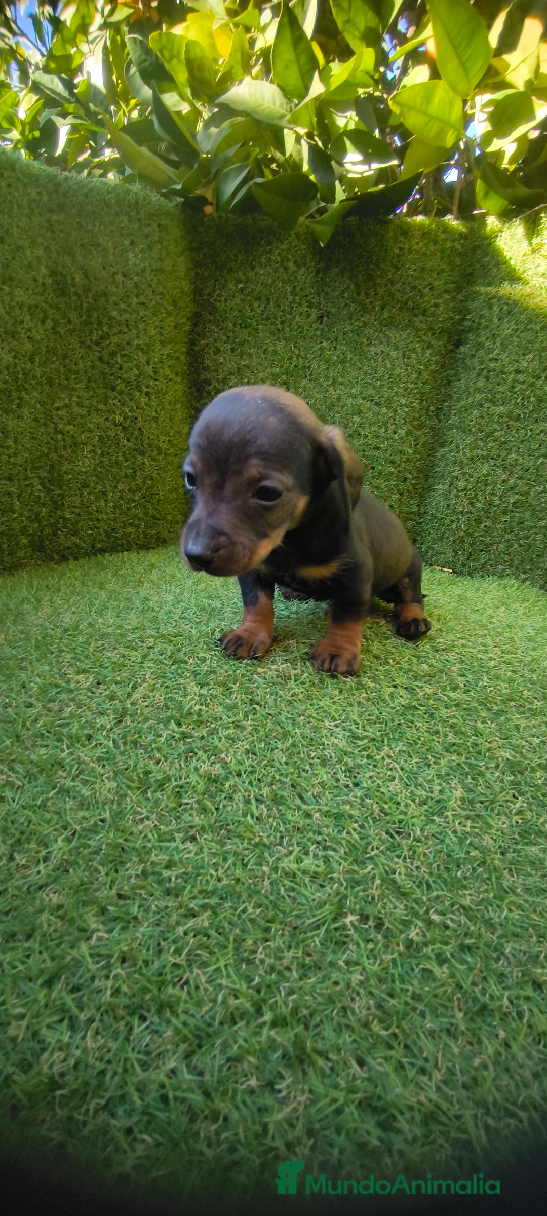 Teckel Miniatura perros en venta: camada teckel miniatura  - Anuncio 11