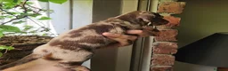 Teckel Miniatura perros en venta: TECKEL MINIATURA ARLEQUINES  - Anuncio 4