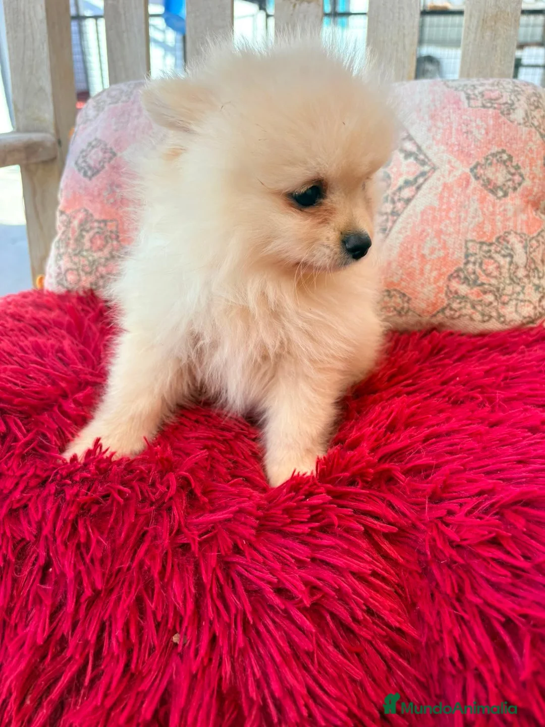 Pomerania perros en venta: Pomerania toy - Anuncio 2