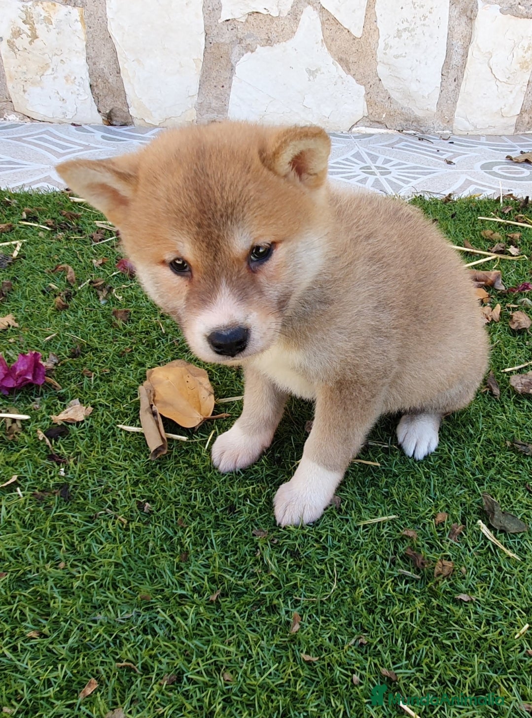 Shiba Inu perros en venta: Shiba Inu Cachorros - Anuncio 2