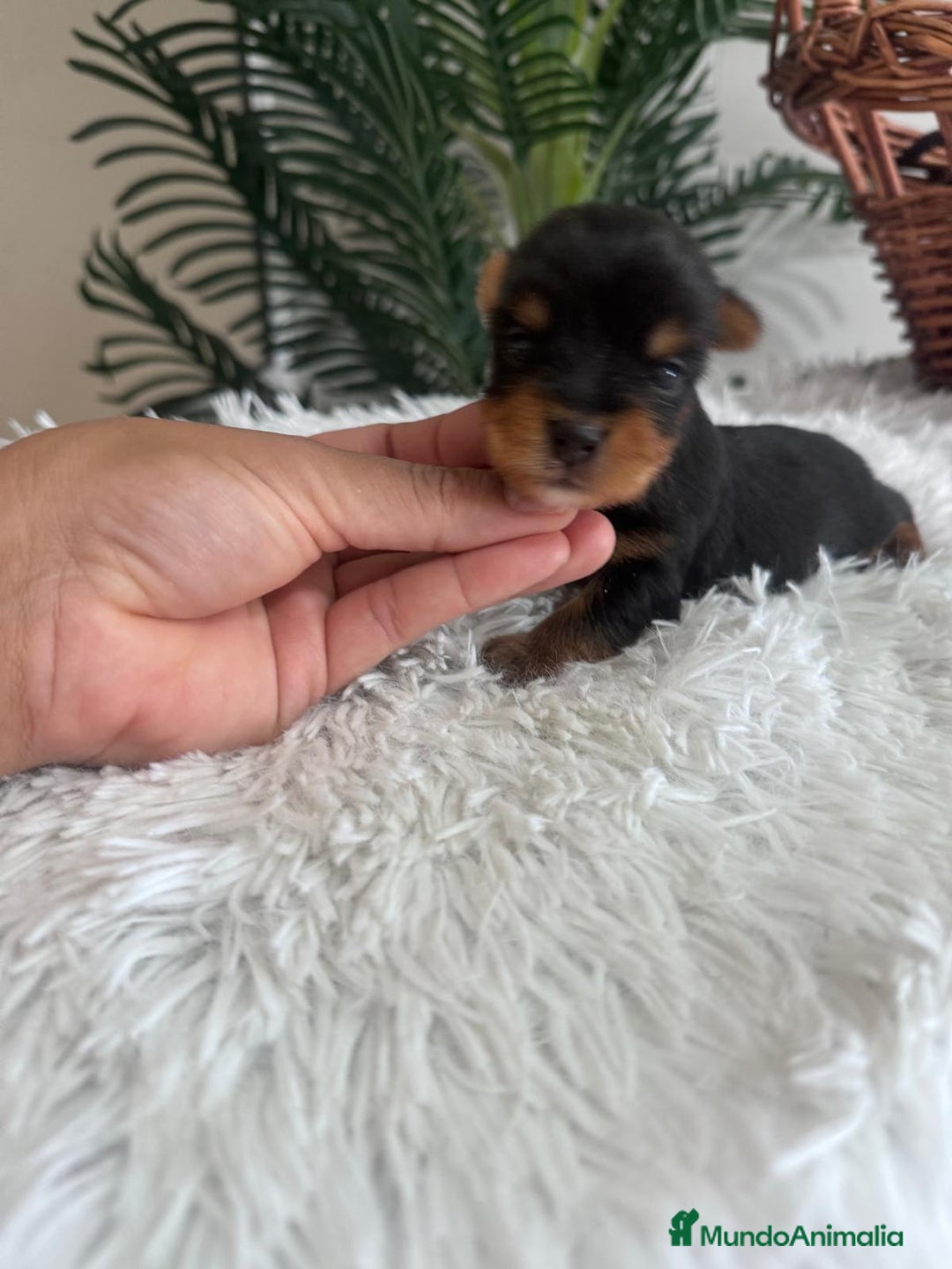 Yorkshire Terrier perros en venta: YORKSHIRE TERRIER - Imagen 11