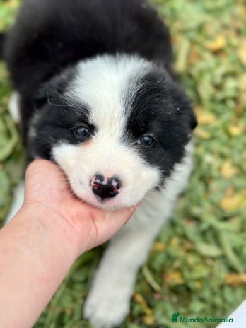 Border Collie perros en Barcelona - Anuncio 15