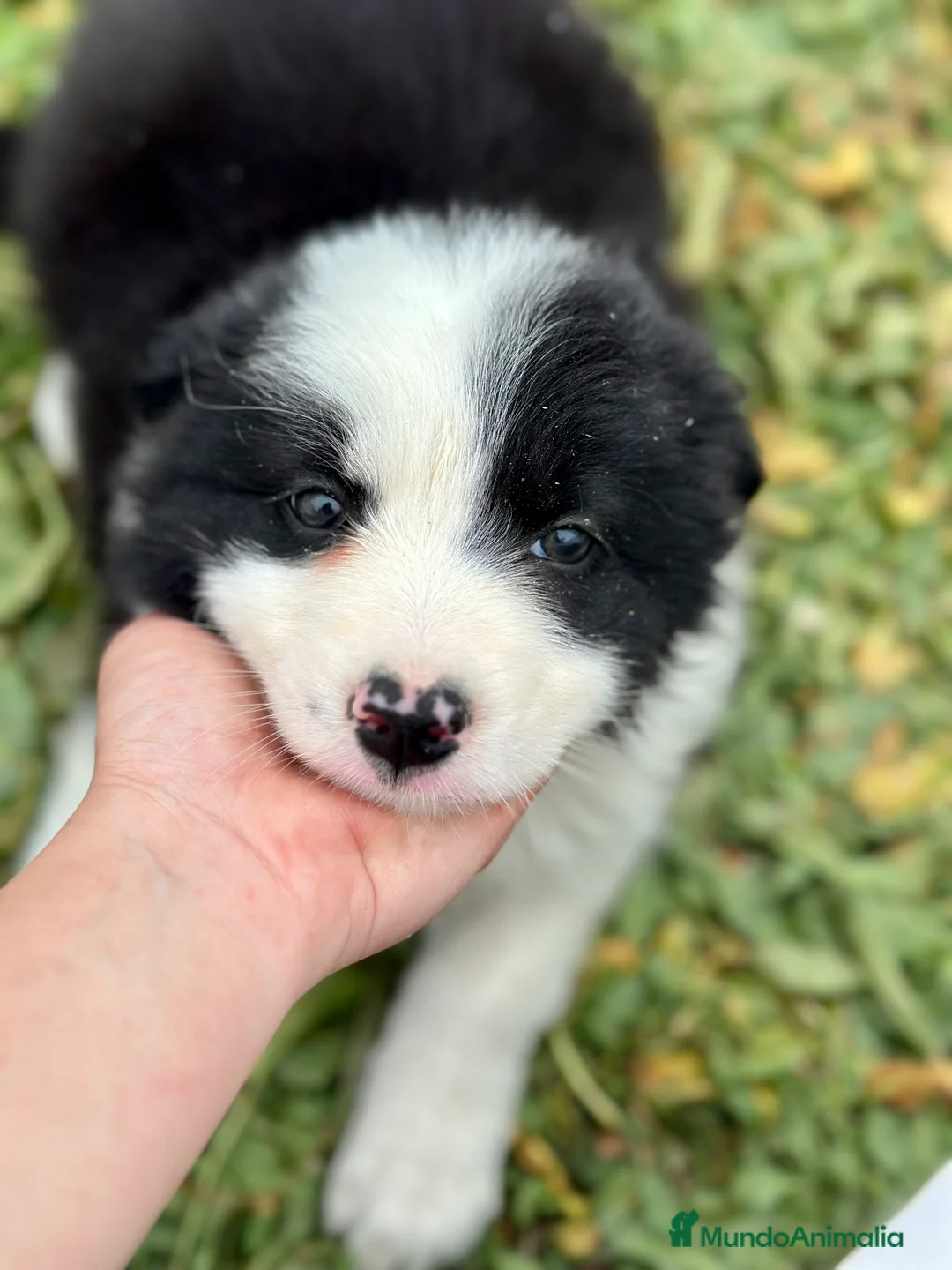 Border Collie perros en venta: BORDER COLLIE BICOLOR NACIONAL en Barcelona - Anuncio 1