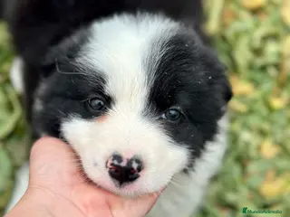 Border Collie perros BORDER COLLIE BICOLOR NACIONAL en Barcelona - Anuncio 7