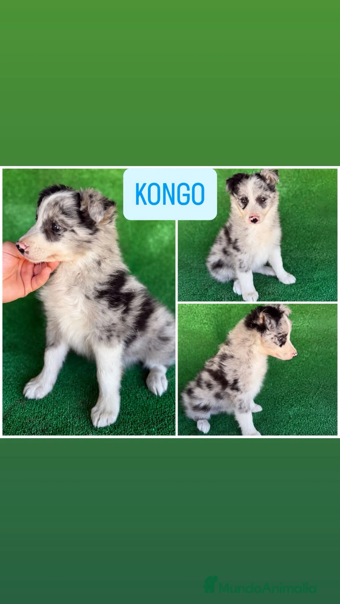 Border Collie perros en venta: Border collie  - Anuncio 2