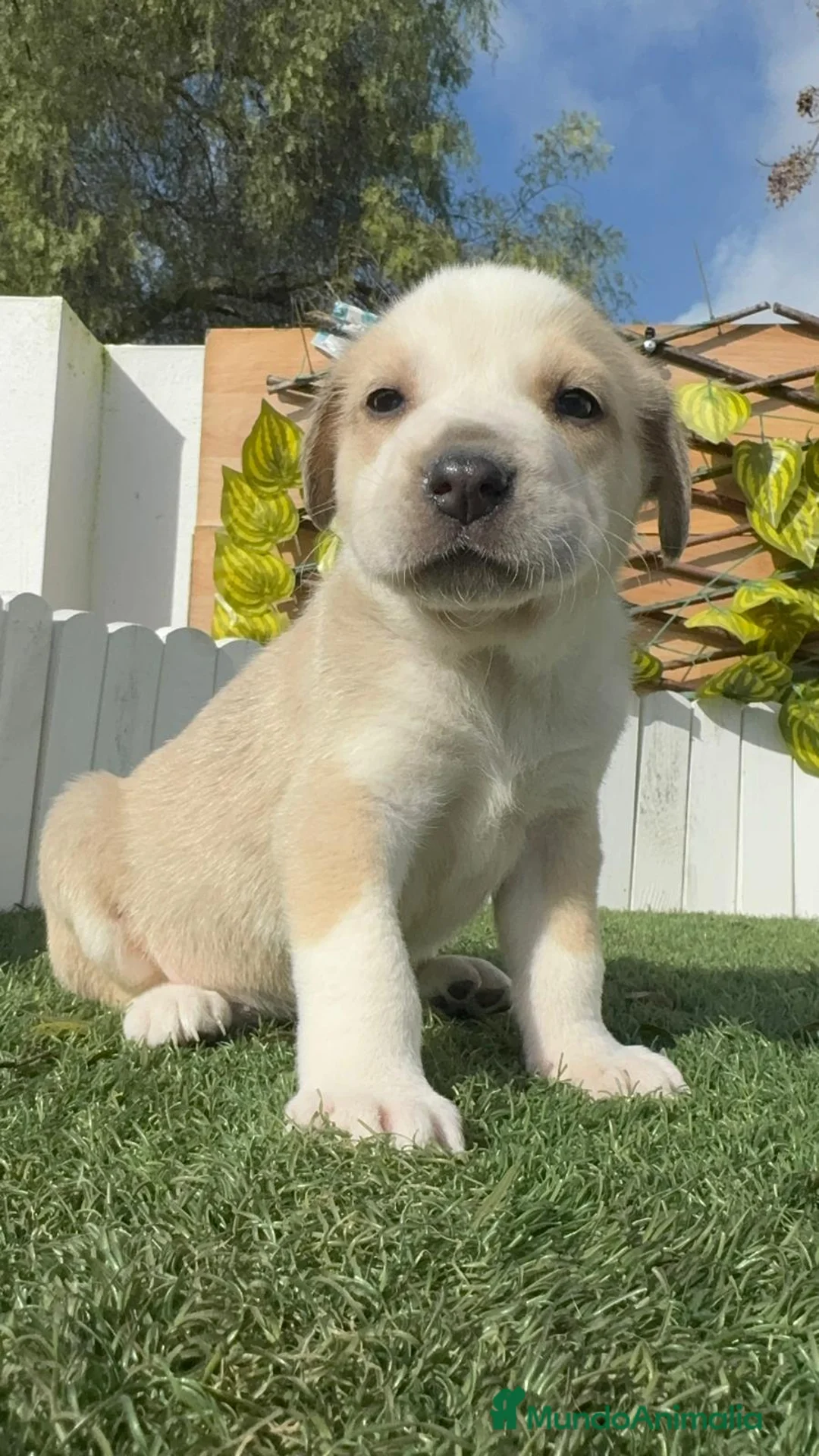 Mastín Español perros en venta: MASTIN ESPAÑOL - Anuncio 9