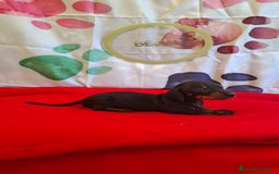Teckel perros en venta: Teckel  - Imagen 1
