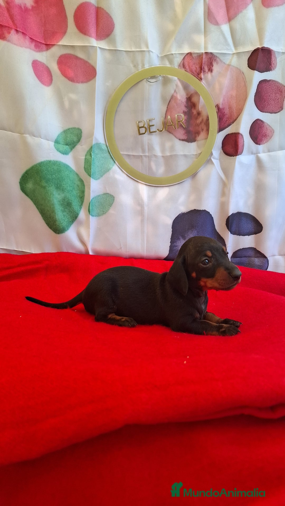 Teckel perros en venta: Teckel  - Imagen 1