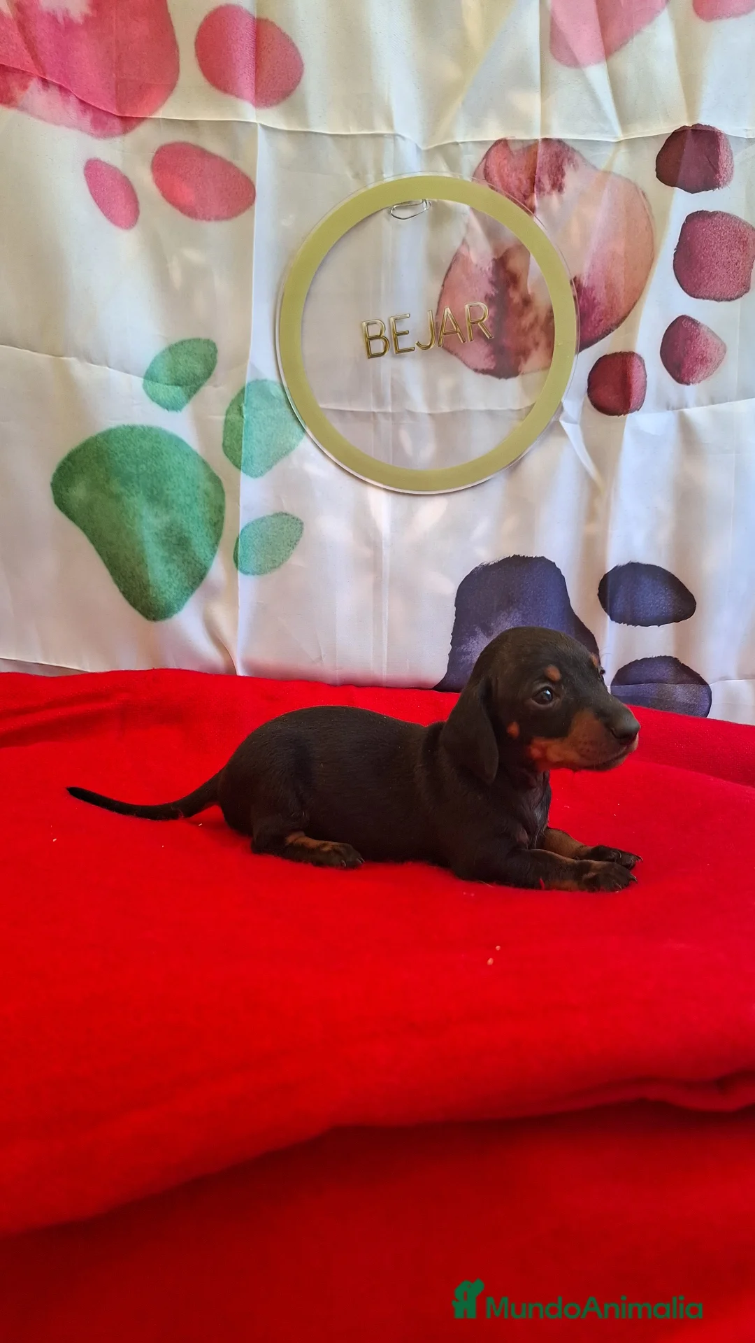 Teckel perros en venta: Teckel  - Anuncio 1