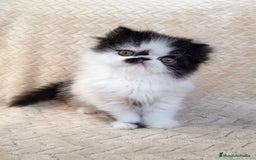 Persa gatos en venta: Persa - Imagen 2