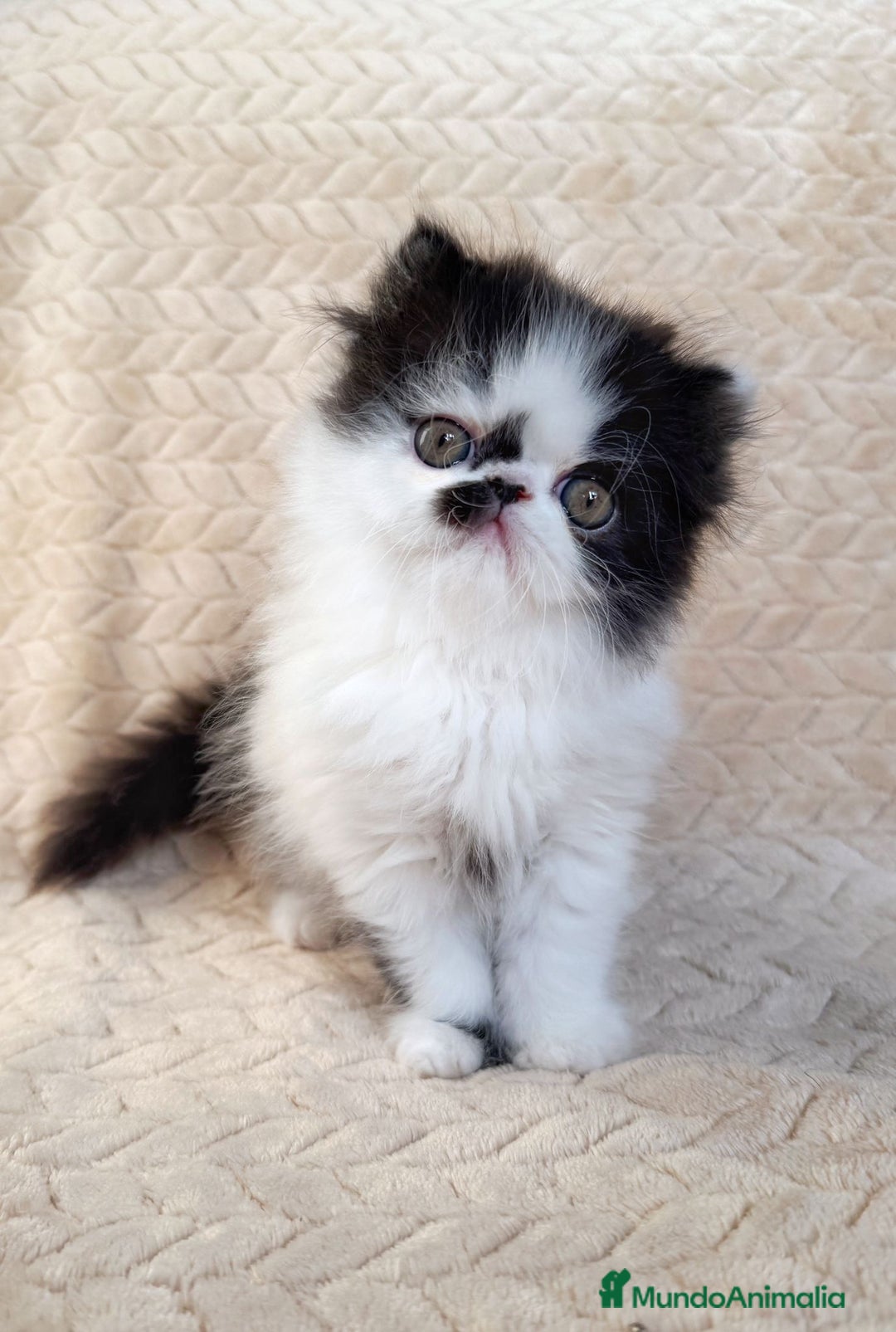 Persa gatos en venta: Persa - Imagen 2