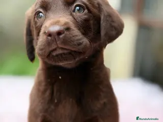 Labrador Retriever perros Labrador chocolate - Anuncio 3