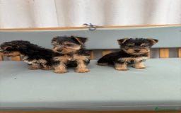 Yorkshire Terrier perros en venta: Yorkshire toy - Imagen 4