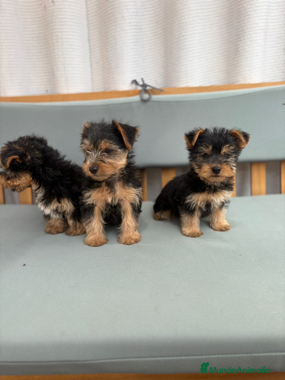 Yorkshire Terrier perros en venta: Yorkshire toy - Imagen 4