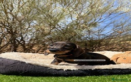 Teckel Miniatura perros en venta: CAMADA DE TECKEL PELO DURO - Imagen 4