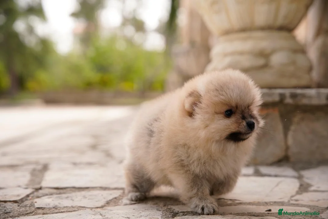 Pomerania perros en venta: Camada pomerania - Anuncio 11