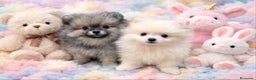 Pomerania perros en venta: Pomerania toy - Anuncio 1