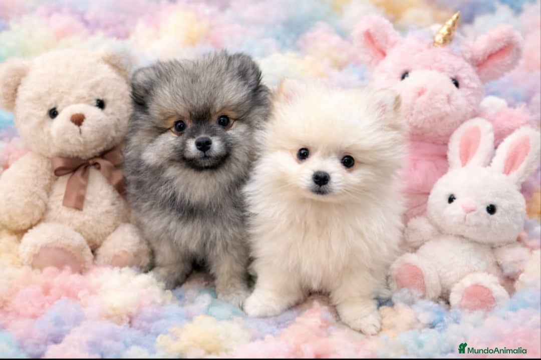 Pomerania perros en venta: Pomerania toy - Anuncio 1