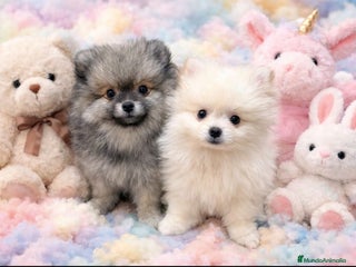 Pomerania perros Pomerania toy - Anuncio 1