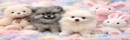 Pomerania perros en venta: Pomerania toy - Anuncio 1