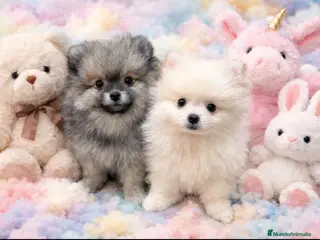 Pomerania perros Pomerania toy - Anuncio 30