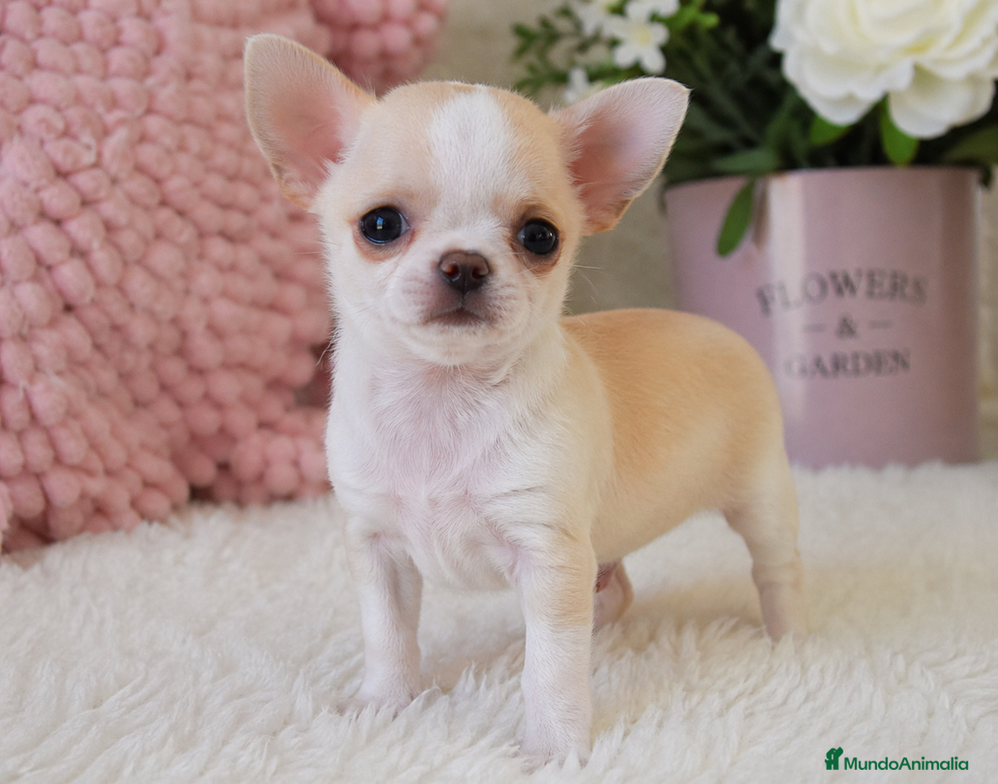 Chihuahua perros CHIHUAHUA ♀️ - Anuncio 1