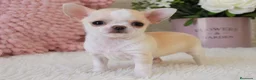 Chihuahua perros en venta: CHIHUAHUA ♀️ en Barcelona - Anuncio 1