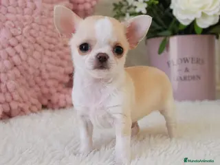 Chihuahua perros CHIHUAHUA ♀️ - Anuncio 1