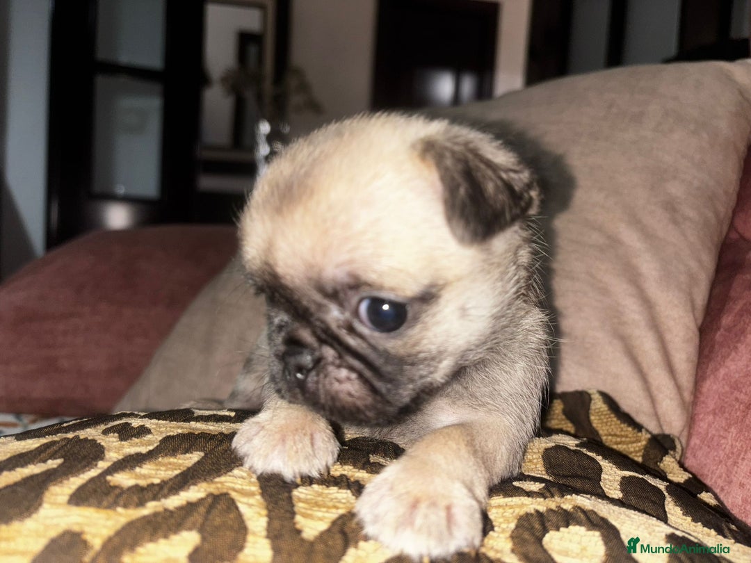 Carlino - Pug perros en venta: Última hembra de carlino - Anuncio 2