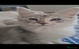 Maine Coon gatos en venta: Camada Arlequín  - Imagen 5