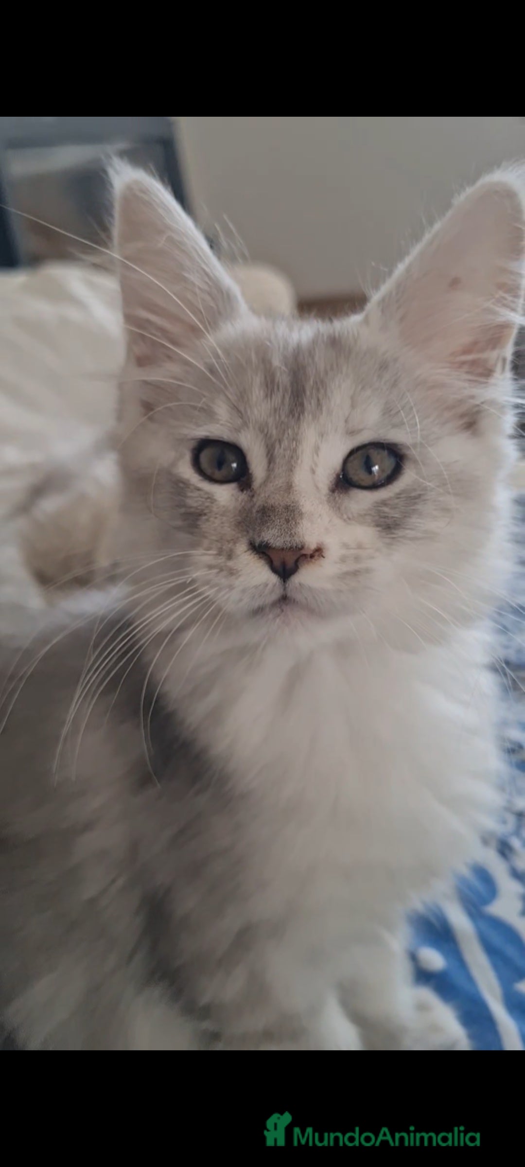 Maine Coon gatos en venta: Camada Arlequín  - Imagen 5