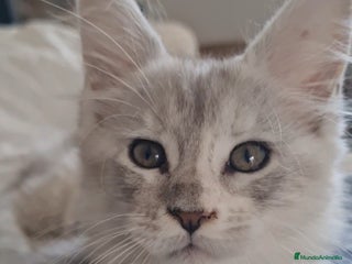 Maine Coon gatos - Anuncio 1