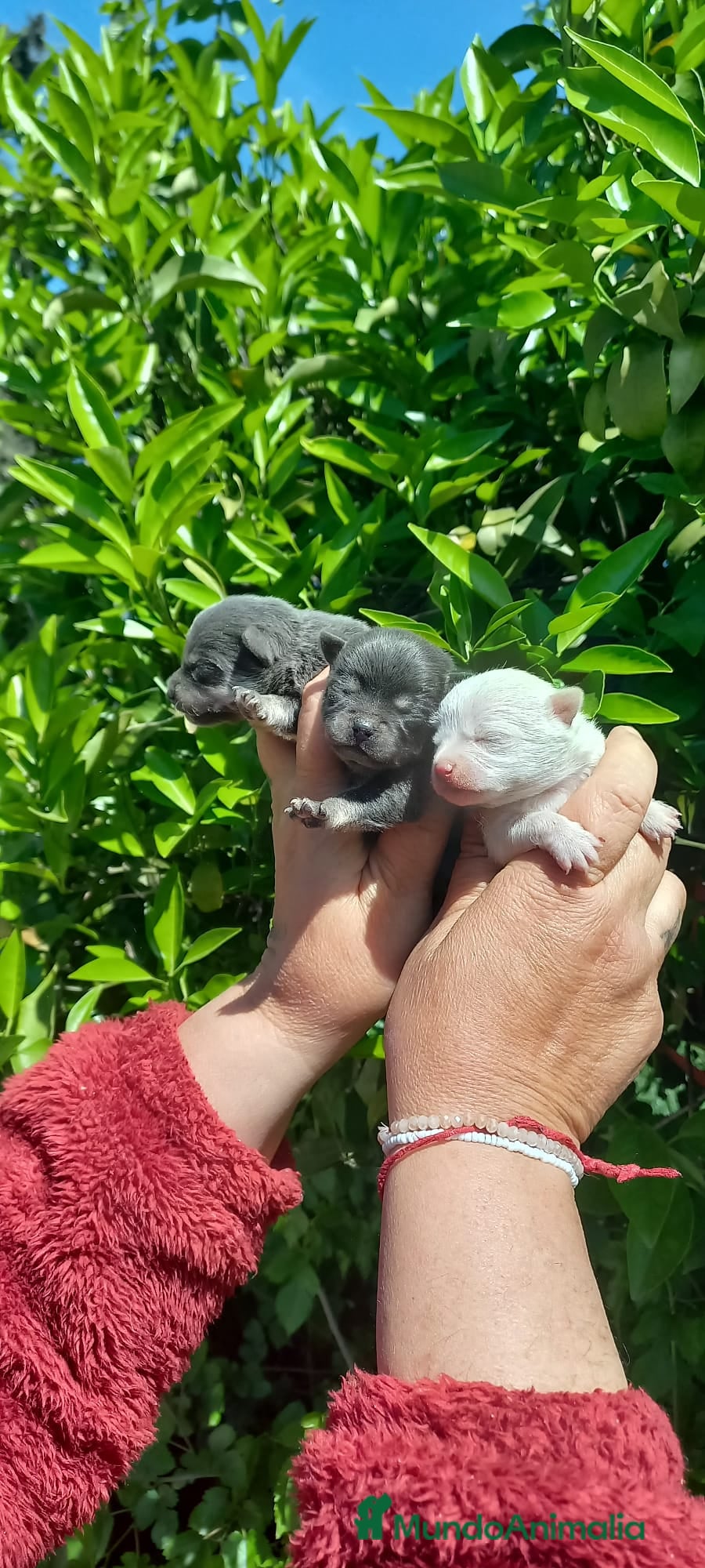 Pomchi perros Pomchis toy azules ,azul y blanco y hembra blanca  - Anuncio 1