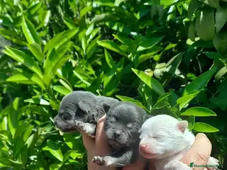 Pomchi perros Pomchis toy azules ,azul y blanco y hembra blanca - Anuncio 7