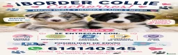 Border Collie perros en venta: Cachorros de Border collie  - Anuncio 1