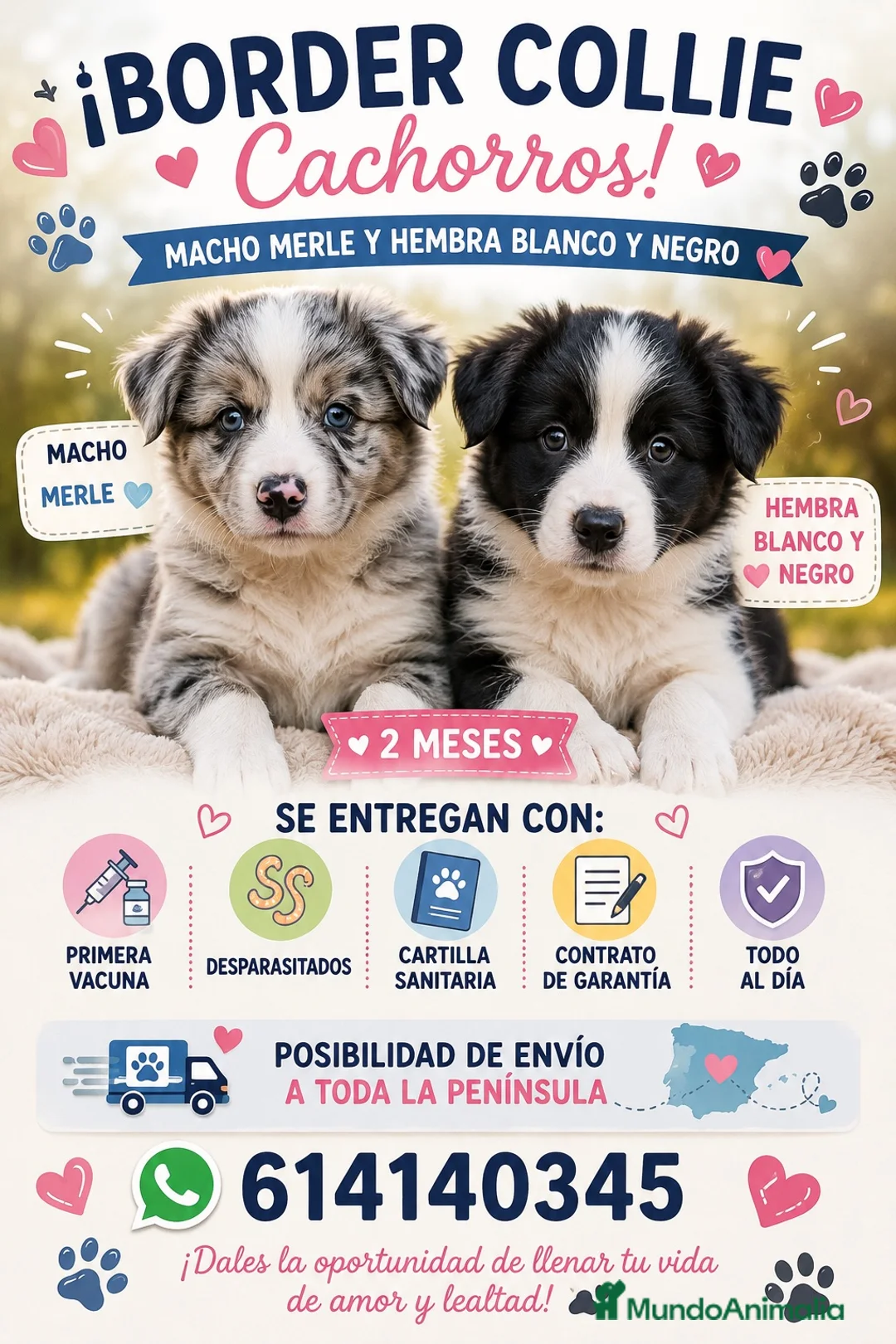 Border Collie perros en venta: Cachorros de Border collie  - Anuncio 1