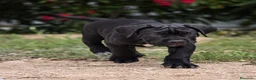 Cane Corso perros en venta: Cachorros de Cane Corso - Anuncio 2