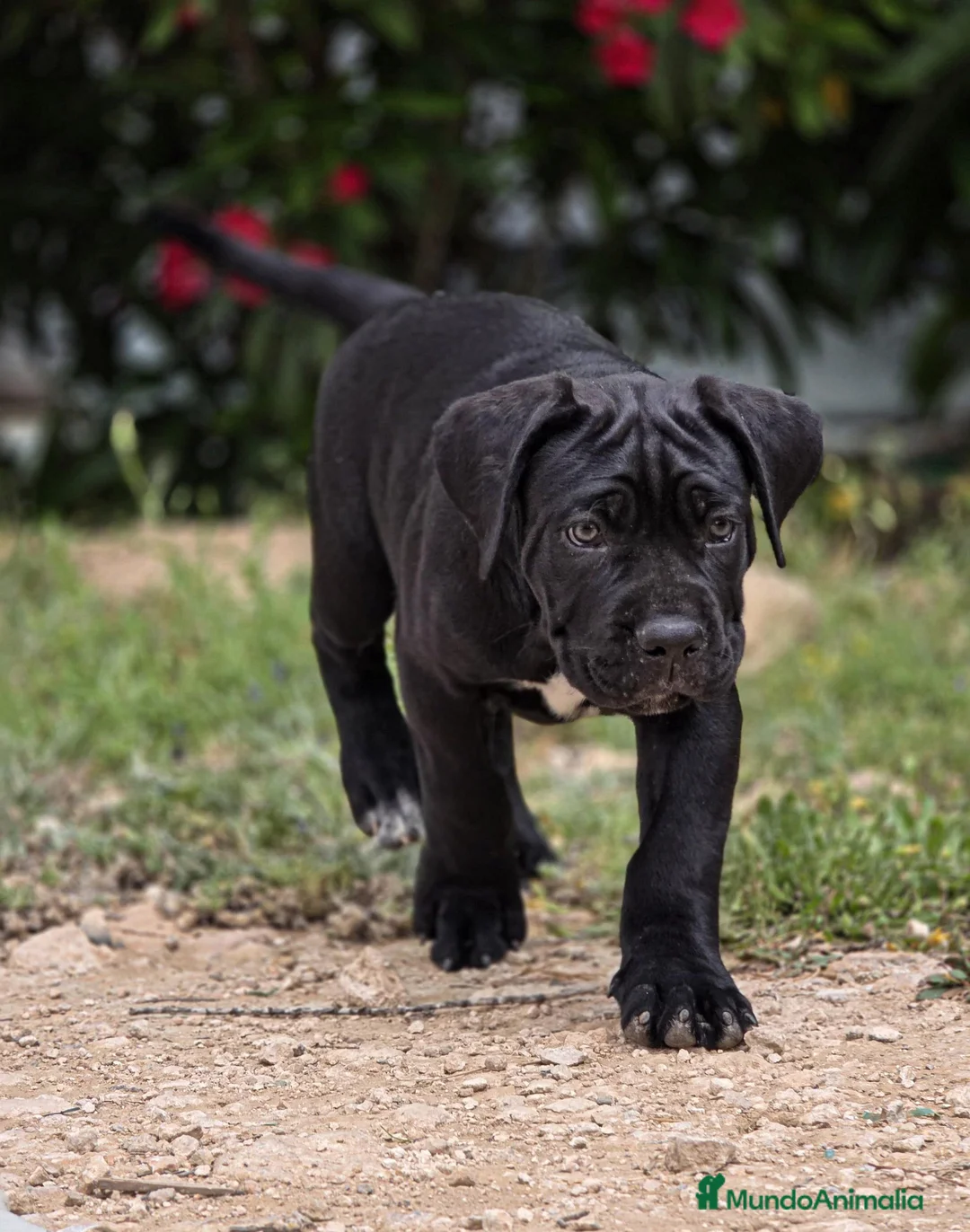 Cane Corso perros en venta: Cachorros de Cane Corso - Anuncio 2