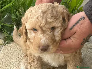 Perro de Agua Español perros Perro de agua - Anuncio 1