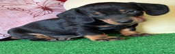 Teckel perros en venta: TECKEL ENANOS //////// PELUCHITOS  - Anuncio 4