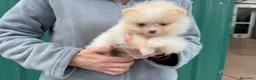 Pomerania perros en venta: Pomerania - Anuncio 1