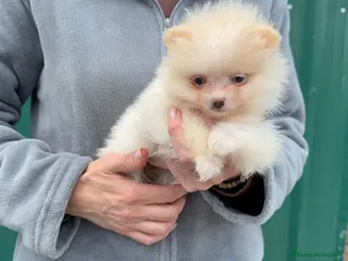Pomerania perros Pomerania - Anuncio 1