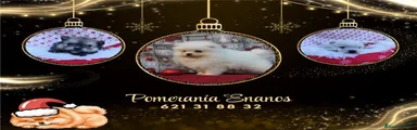 Pomerania 3