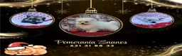 Pomerania perros en venta: IMPRESIONANTES POMERANIA MACHOS Y HEMBRAS - Anuncio 14