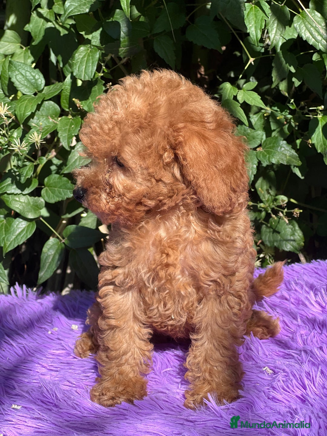Caniche Toy perros en venta: Caniche toy roja  - Imagen 4