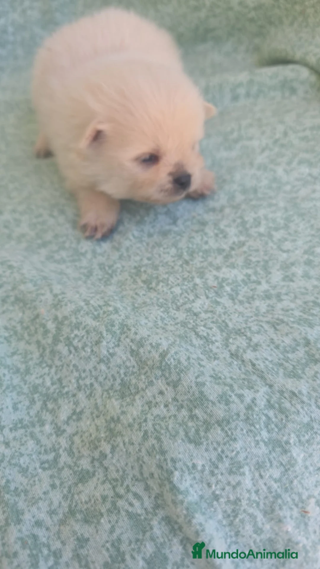 Pomerania perros en venta: Pomeranian machos - Anuncio 3
