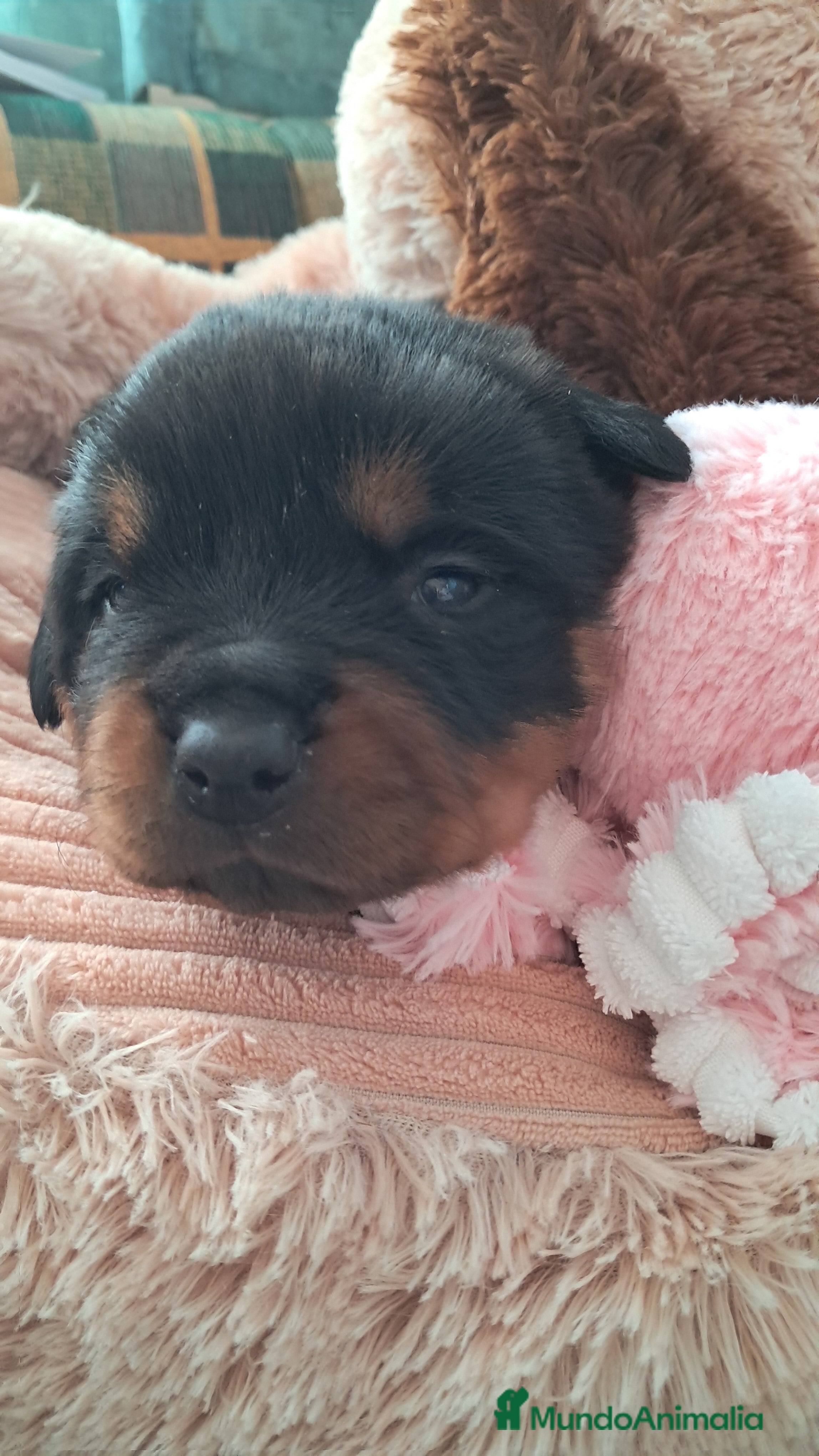 Rottweiler perros Bebés Rottweiler  - Anuncio 2