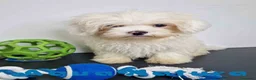 Bichón Habanero perros en venta: Bichon Habanero Macho de Kyi y Nis 6220-AQUANATURA en Barcelona - Anuncio 9