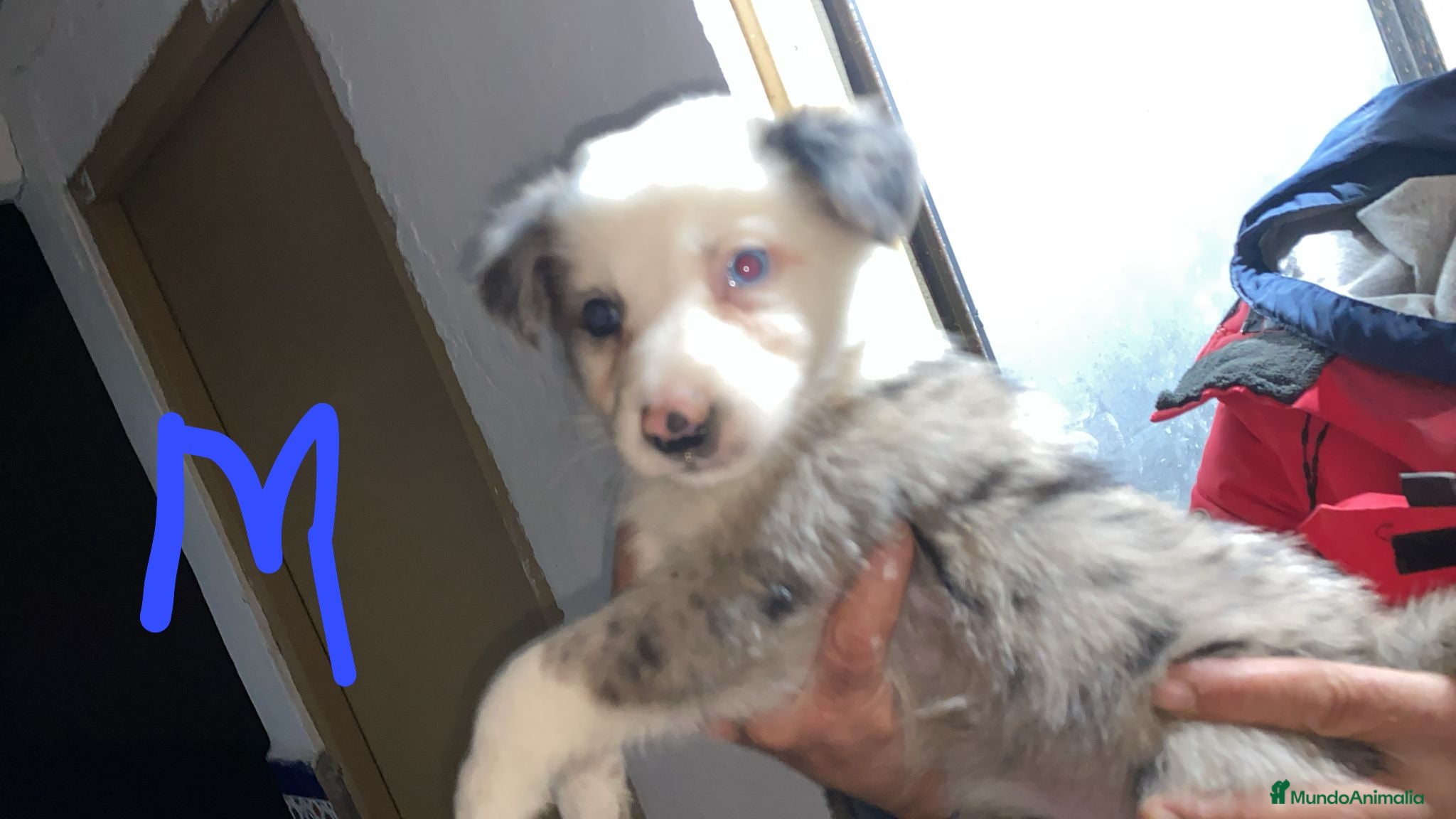 Border Collie perros Border collie  - Anuncio 2